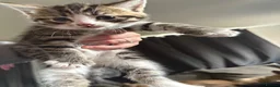 Mixed Breed cats for sale: 2 female 1 male, tabby cross  - Advert 10