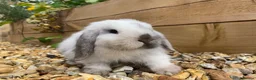 Mini Lop rabbits for sale: Mini Lop Rabbits for sale  - Advert 15