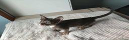Siamese cats for sale: Siamese x rex cross kittens - Advert 11