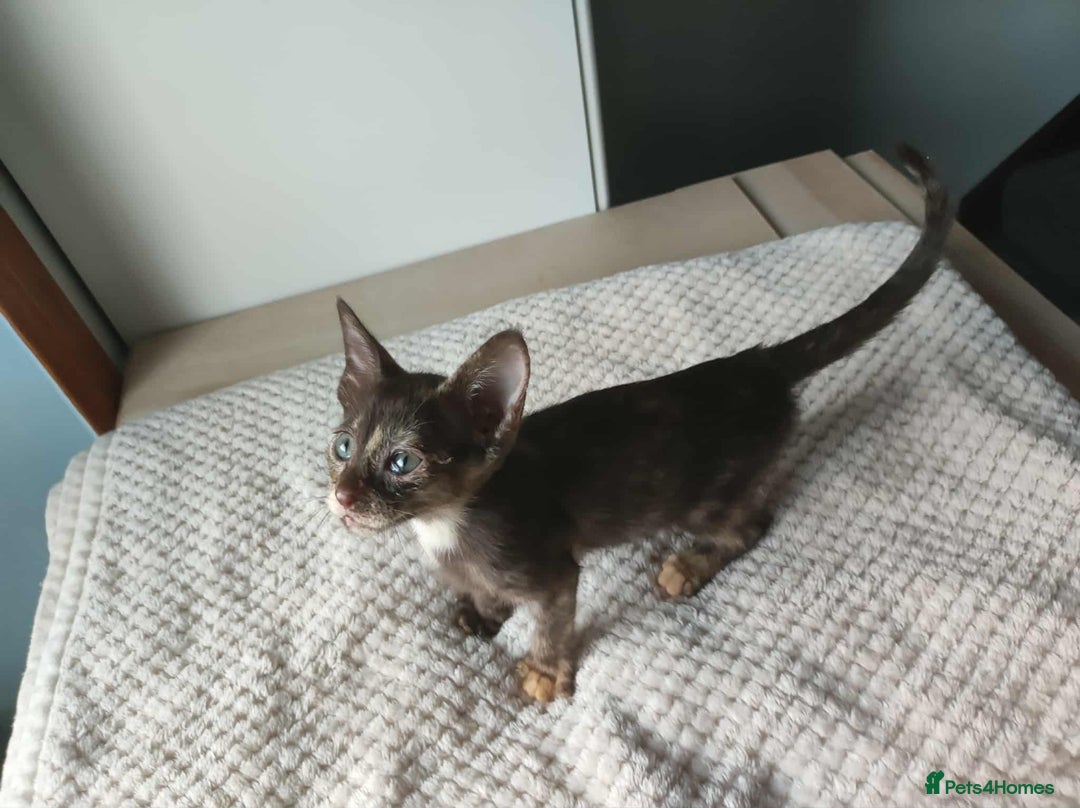 Siamese cats for sale: Siamese x rex cross kittens - Advert 11