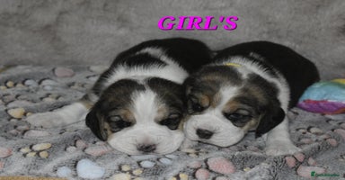 Beagle dogs - Advert 3