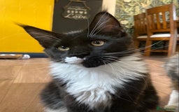 Maine Coon cats for sale: Pedigree Maine Coon Kittens (TICA) - Image 33