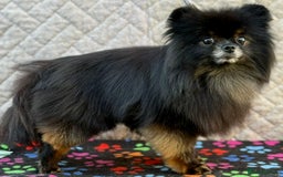 Pomeranian dogs for adoption: Gucci’s Story: A Precious Life Almost Lost - Image 3