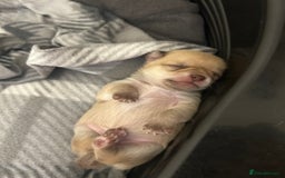 Chihuahua dogs for sale: Stunning smooth coat chihuahua puppies  - Image 9