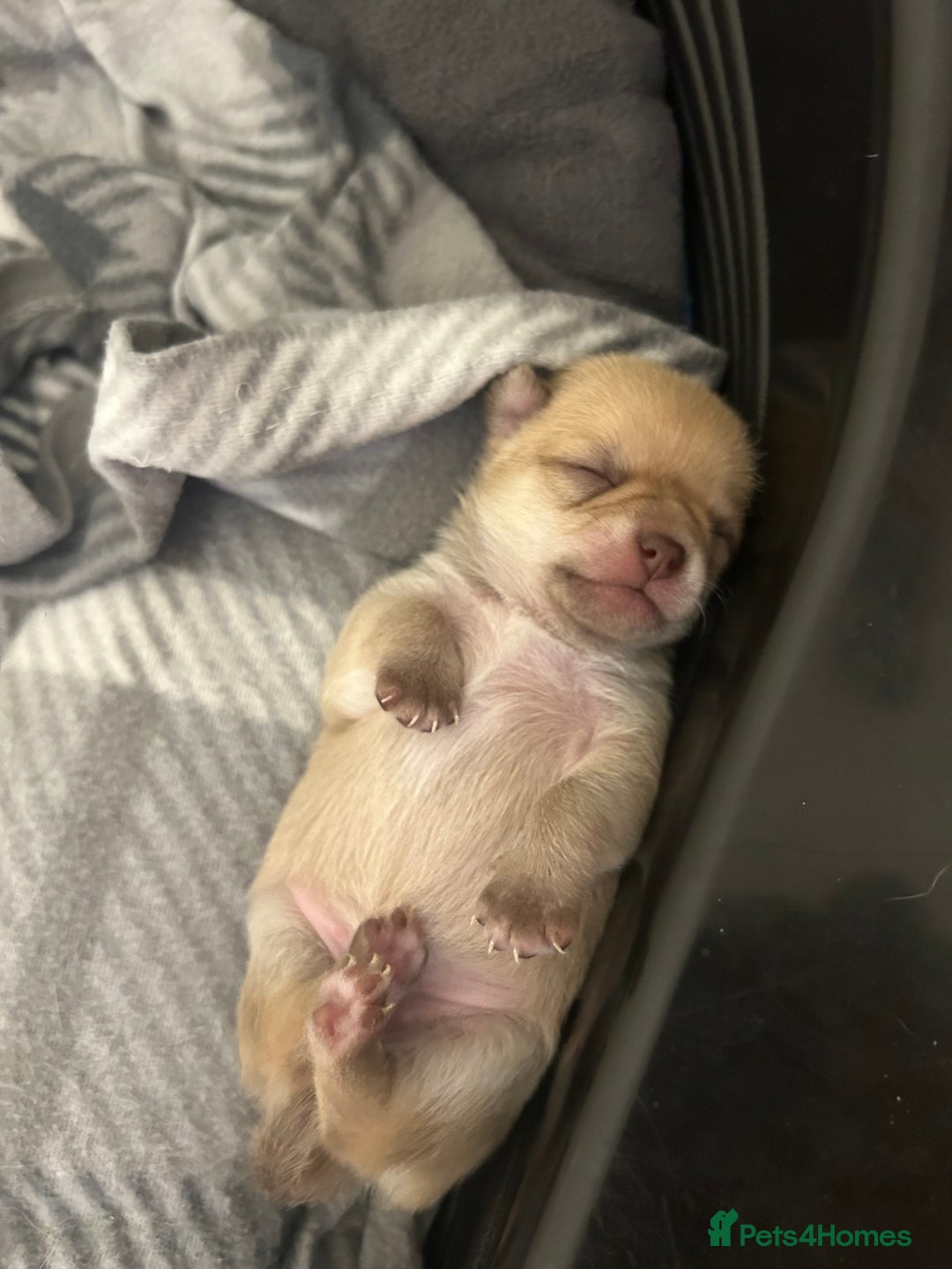 Chihuahua dogs for sale: Stunning smooth coat chihuahua puppies  - Image 9