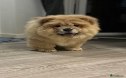Chow Chow dogs for sale: Champion pedigree chow chow puppies in Northampton - Image 38