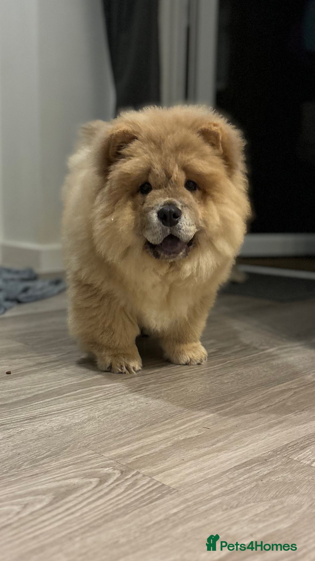 Chow Chow dogs for sale: Champion pedigree chow chow puppies in Northampton - Image 38