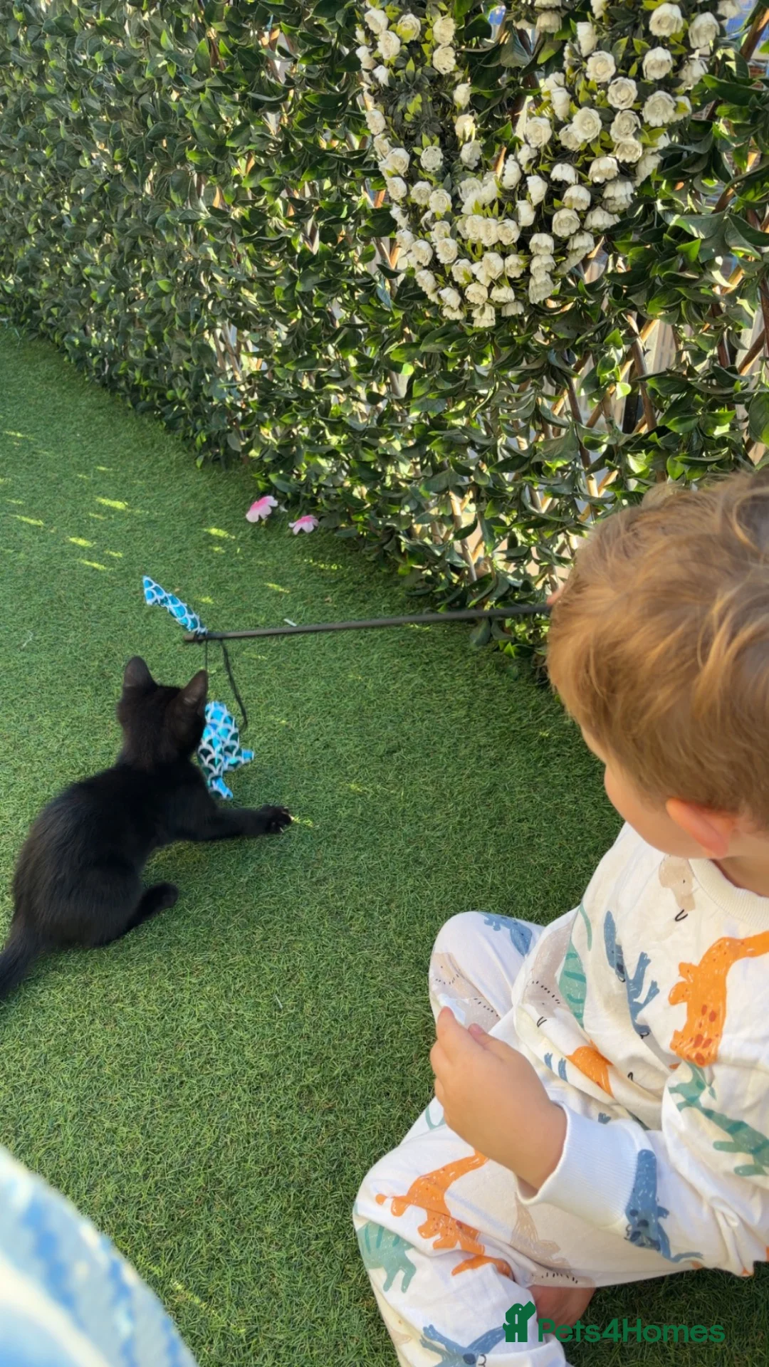Mixed Breed cats for sale: Salem- 5/6 months old - Advert 1
