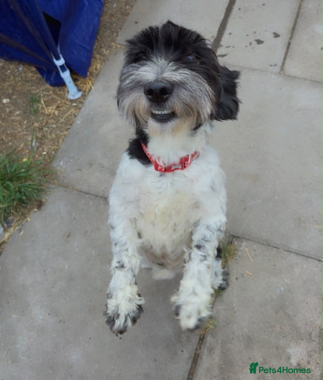 Mixed Breed dogs Bruno  - Advert 7