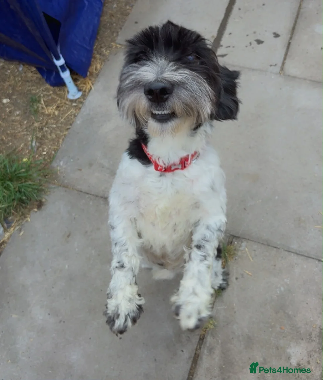Mixed Breed dogs for sale: Bruno  - Advert 1