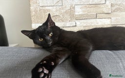 Bombay cats for sale: Bombay male kitten ( NOT£50 (FREE) - Image 2