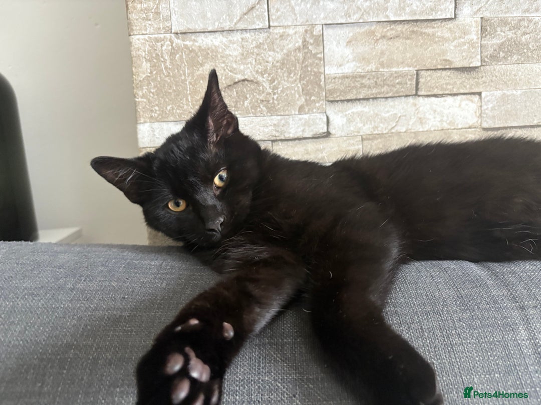 Bombay cats for sale: Bombay male kitten ( NOT£50 (FREE) - Image 2