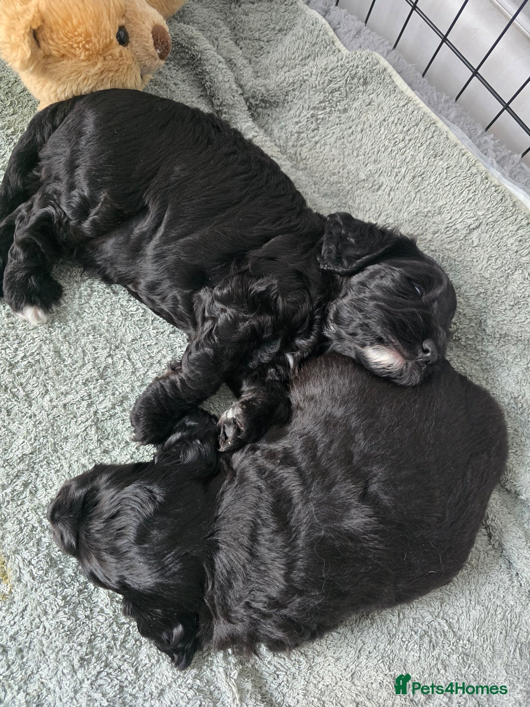 Cockapoo dogs for sale: Cockapoo Puppies For Sale - Image 3
