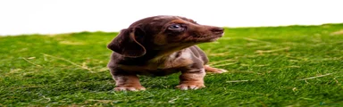 Miniature Dachshund 5