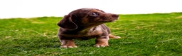 Miniature Dachshund dogs for sale: Stunning kc registered miniature dachshund puppies in Evesham - Advert 10