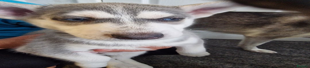 Siberian Husky Puppy 4