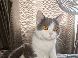 British Shorthair cats British shorthair - Advert 7