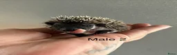 Pygmy Hedgehog rodents for sale: Gorgeous litter for Sale!  - Advert 19