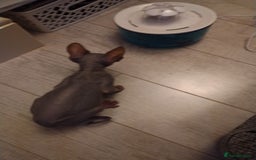 Sphynx cats for sale: Beautiful blue tabby girl - Advert 14