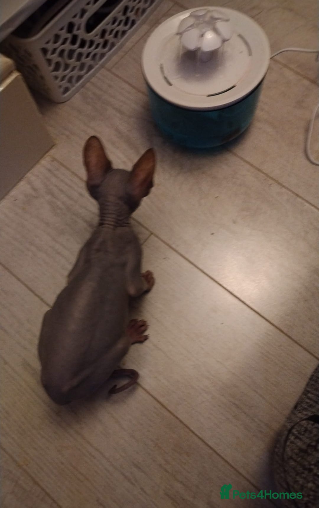 Sphynx cats for sale: Beautiful blue tabby girl - Advert 14