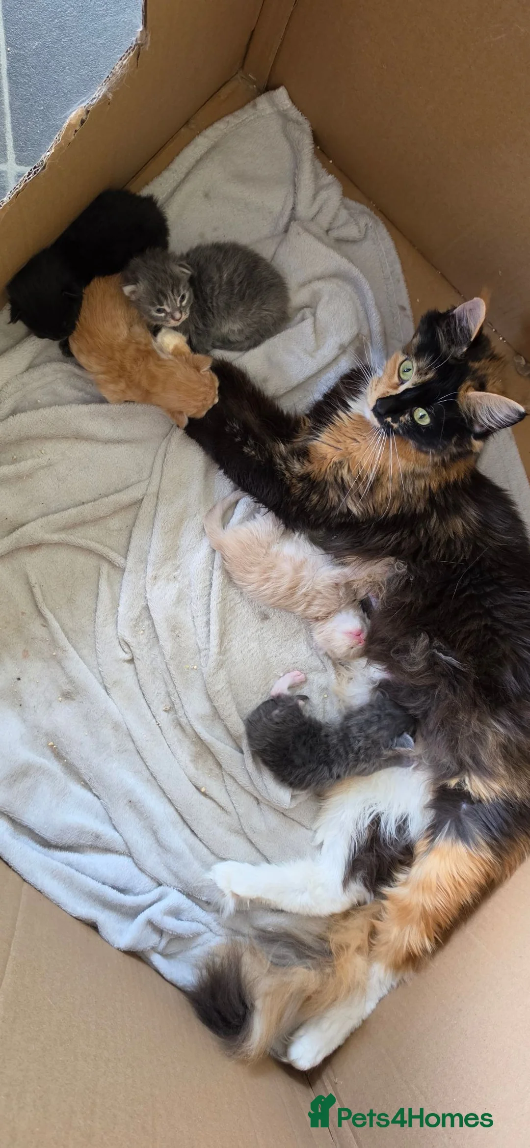 Maine Coon cats for sale: 5 beautiful maincoon kittens  in Penzance - Advert 2