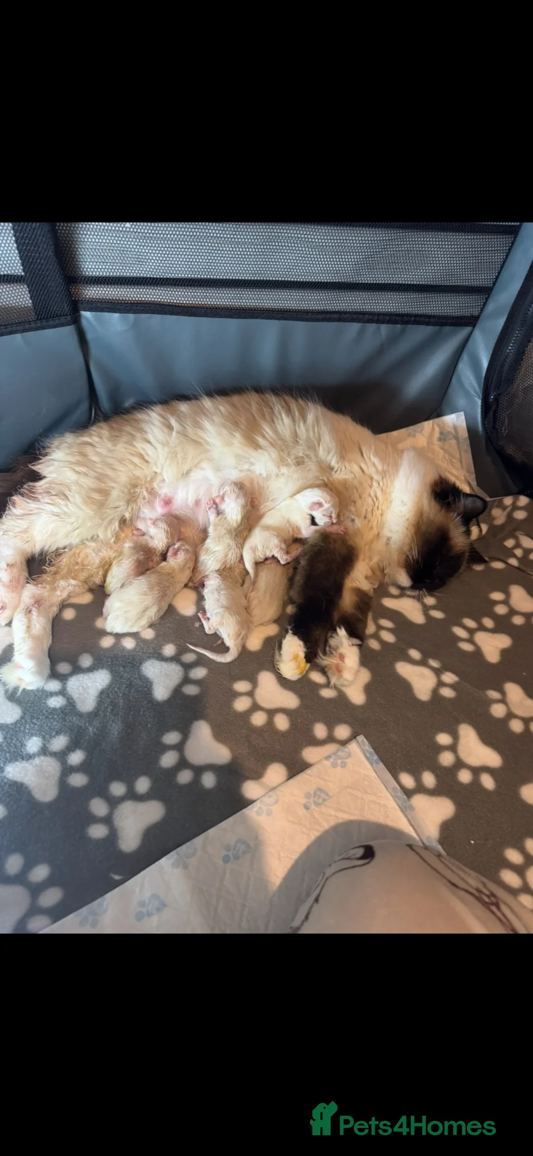 Ragdoll cats for sale: Gccf ragdoll female  - Advert 9