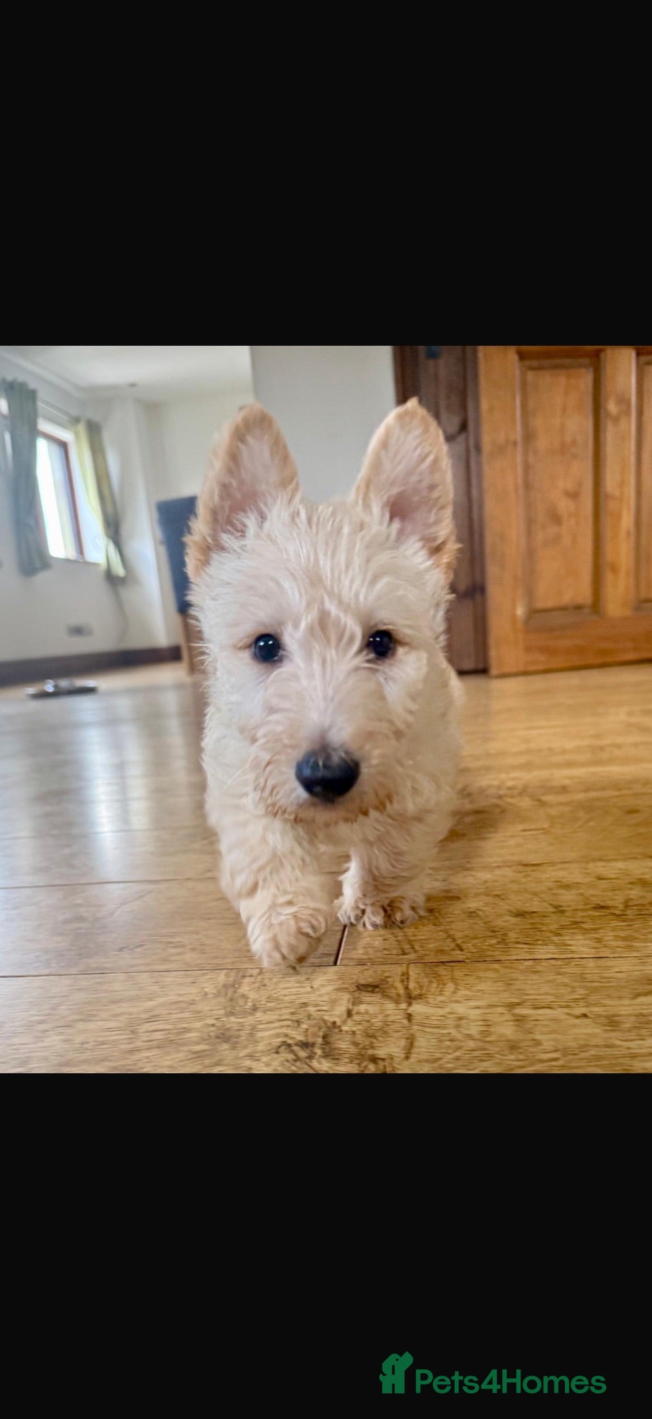 Scottish Terrier dogs Gorgeous Scottie pups  - Advert 1