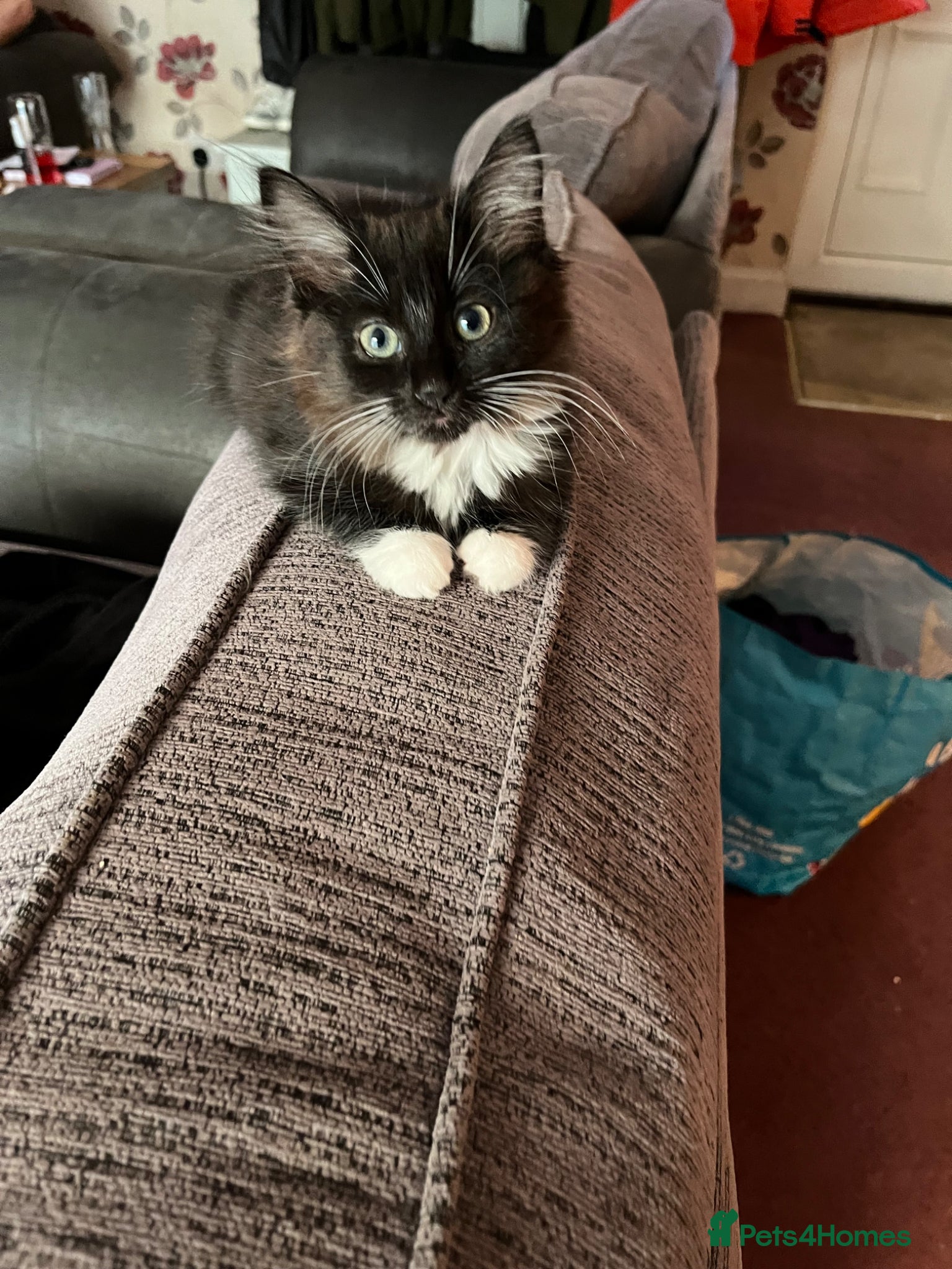 Mixed Breed cats Very friendly long haired female READY NOW  - Advert 5