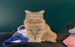 Domestic Shorthair cats for sale: Two male cats  - Image 5