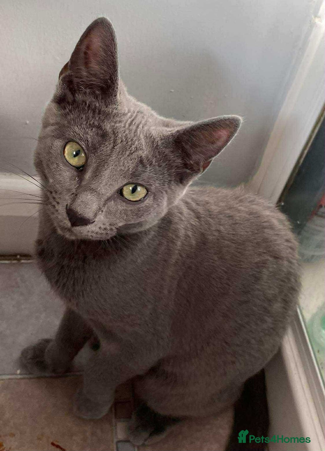 Russian Blue cats for sale: Russian Blue Kittens - Advert 8