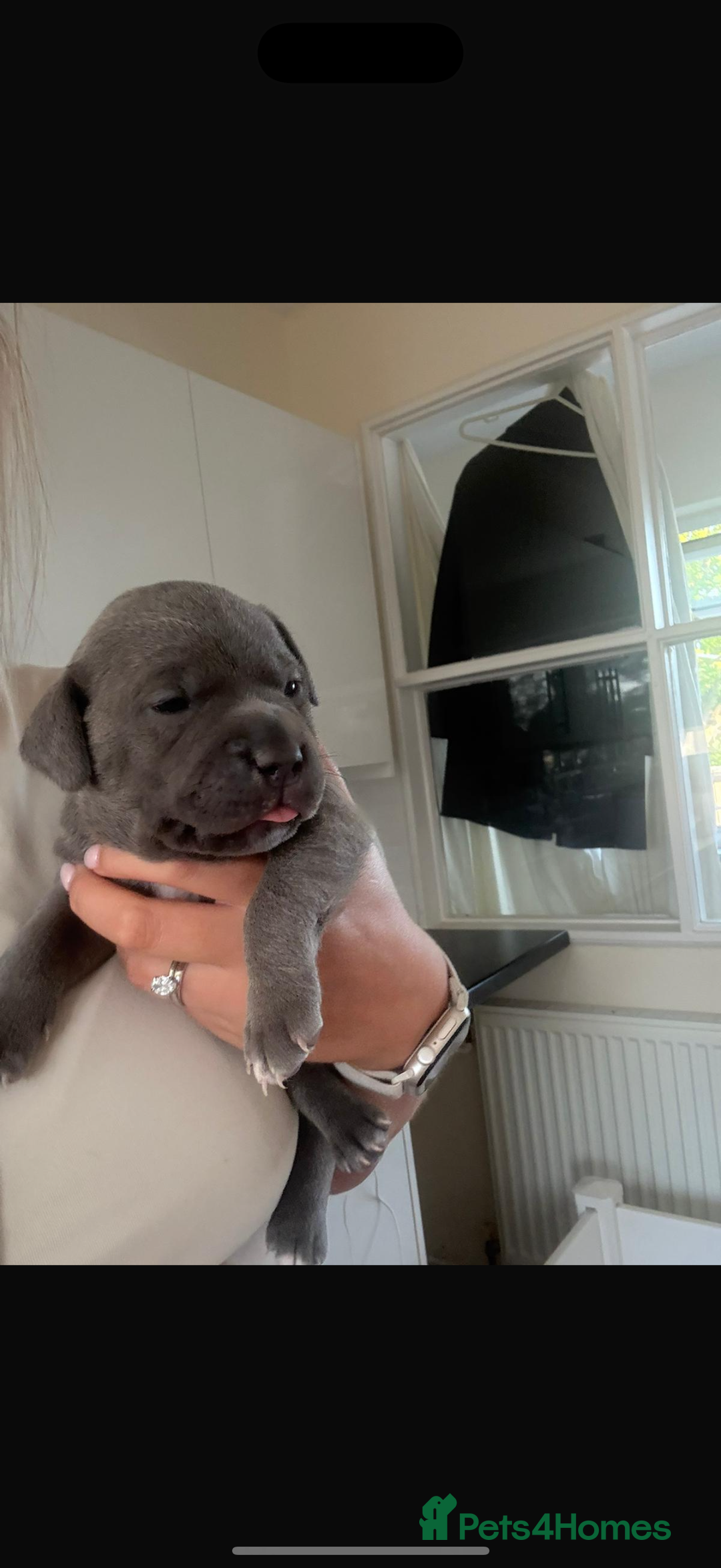 Staffordshire Bull Terrier dogs for sale: Last puppy needing a new home… - Image 9