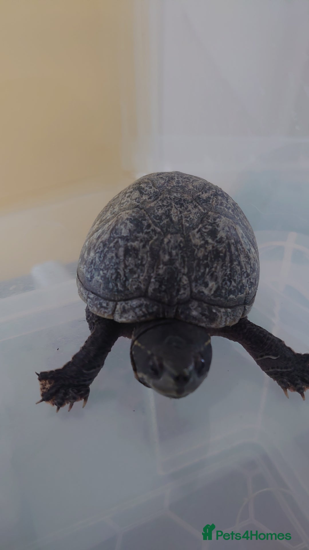 Turtle reptiles for sale: 2x Musk Turtle (Females) & Set Up - Image 6