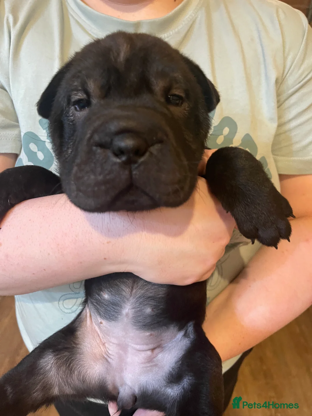 Shar Pei dogs for sale: Shar pei - Advert 9