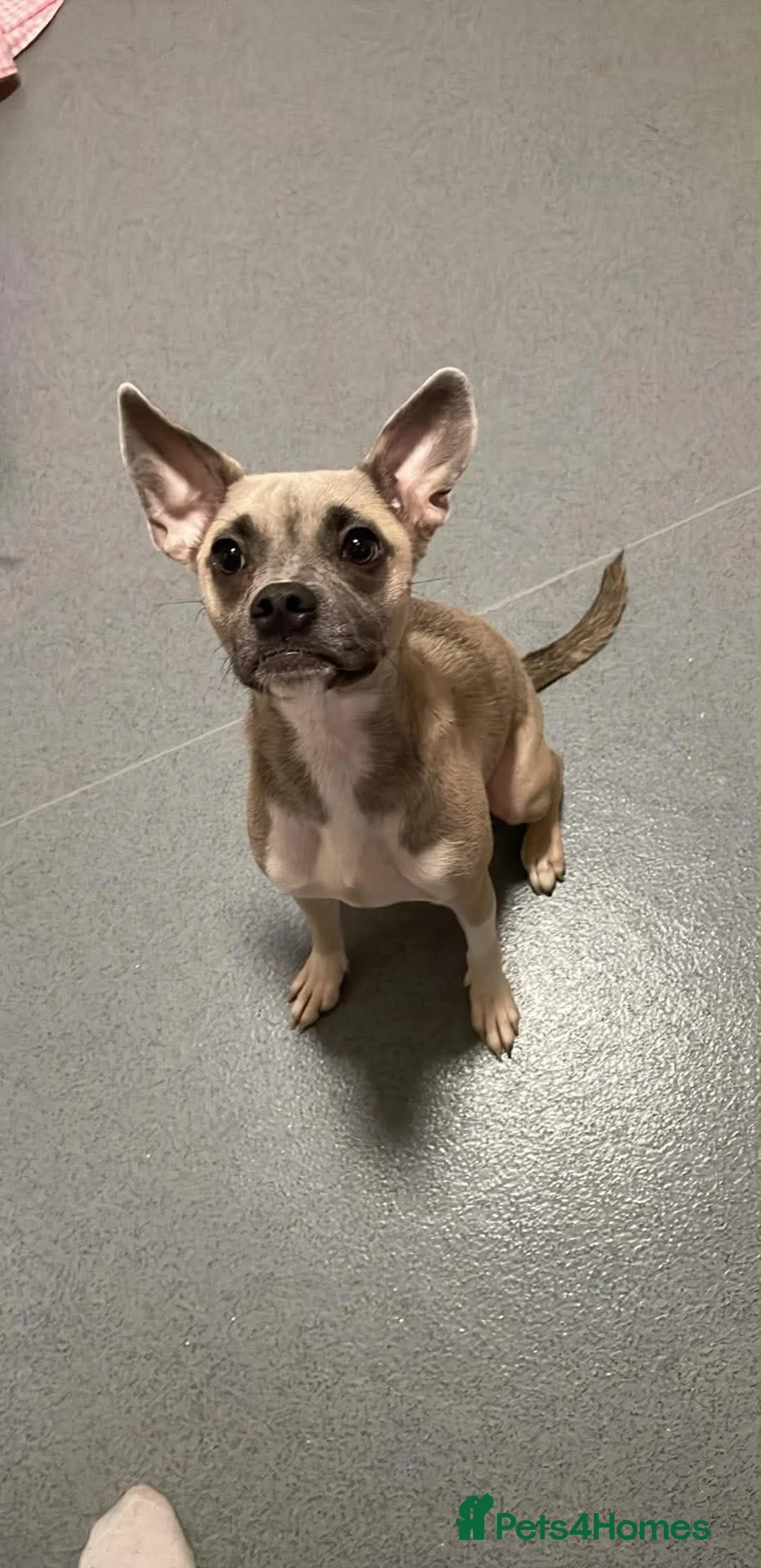 Mixed Breed dogs for sale: 9 month old female frenchie X chihuahua  - Advert 8