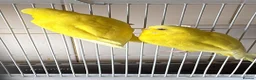 Budgerigars birds for sale: Male and female budgies - Advert 2