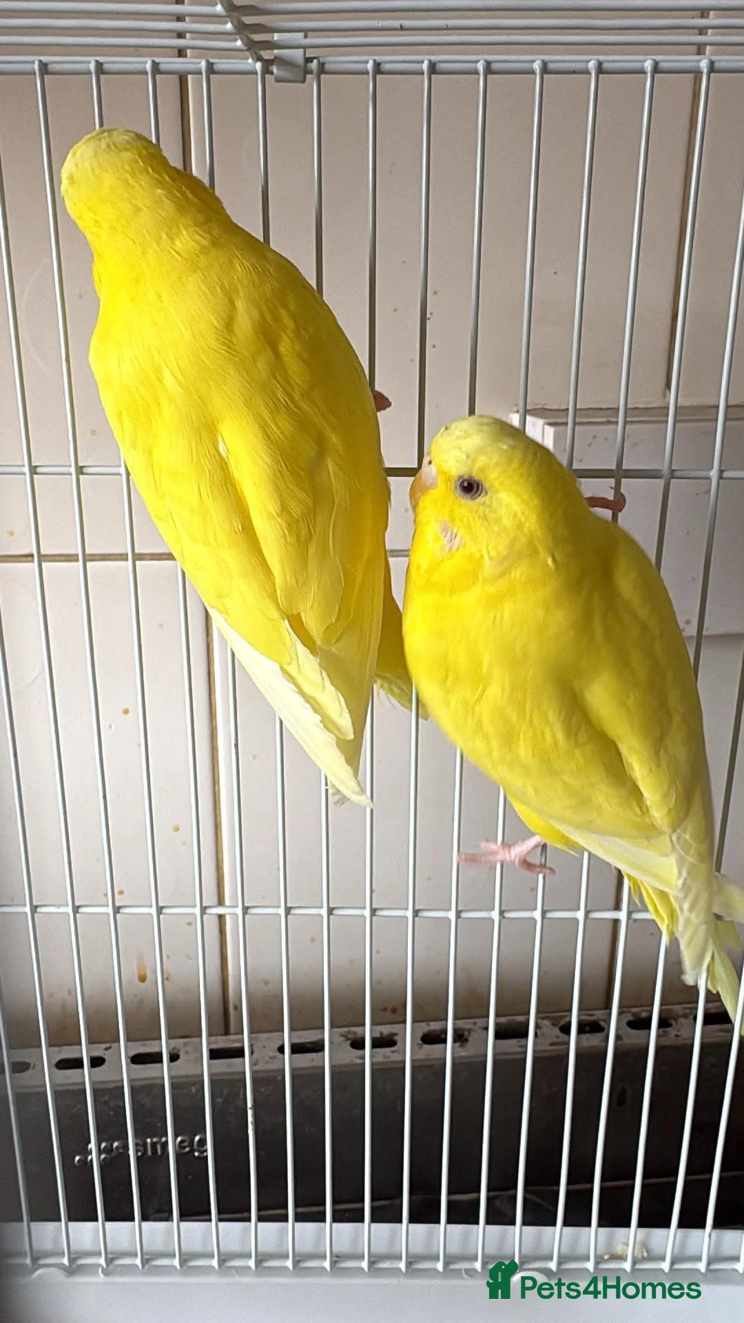 Budgerigars birds for sale: Male and female budgies - Advert 2