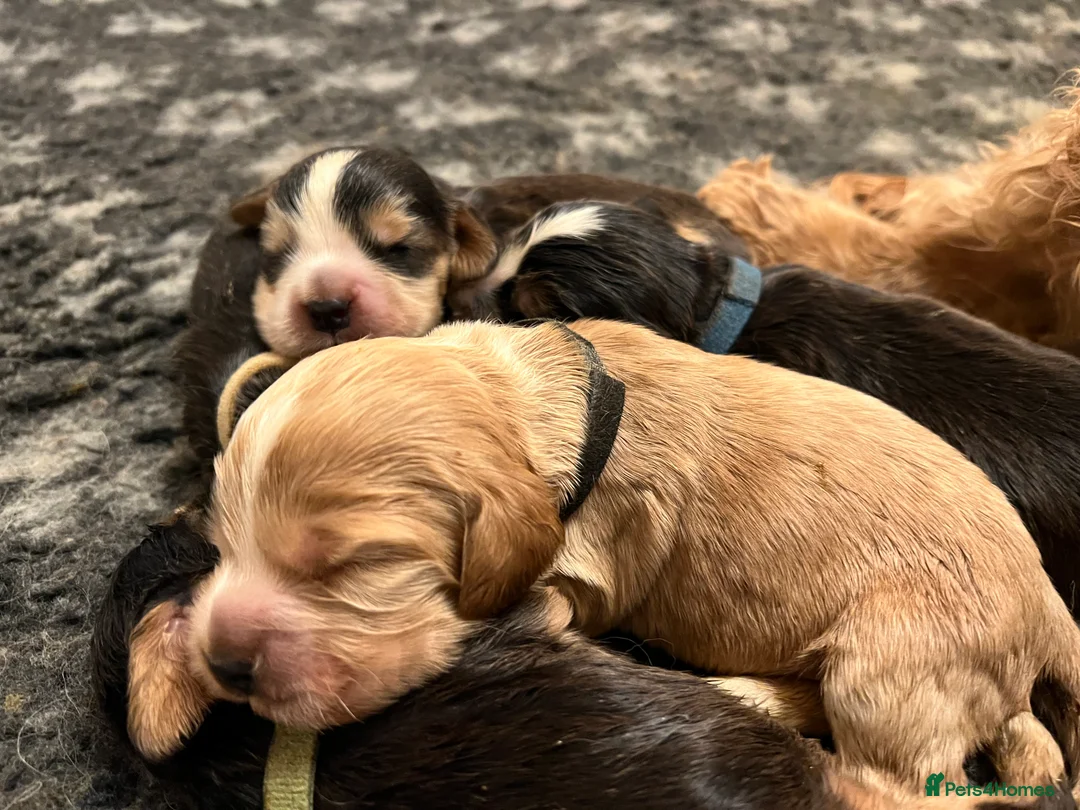 Cocker Spaniel dogs for sale: Exceptional Health Tested Show Cocker Spaniel - Advert 12