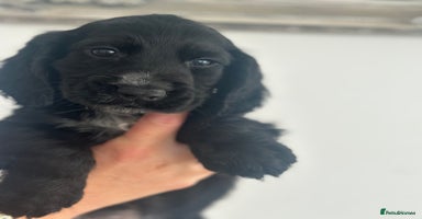 Cocker Spaniel dogs - Advert 9