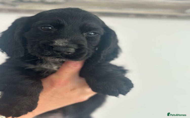 Cocker Spaniel dogs - Advert 7