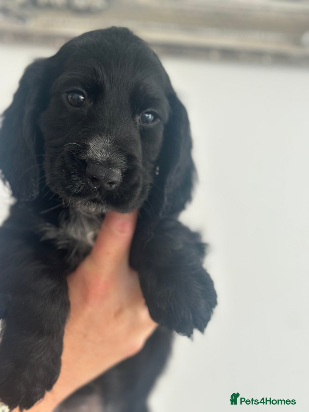 Cocker Spaniel dogs for sale: Cocker Spaniel Puppies perfect example ready now - Image 6