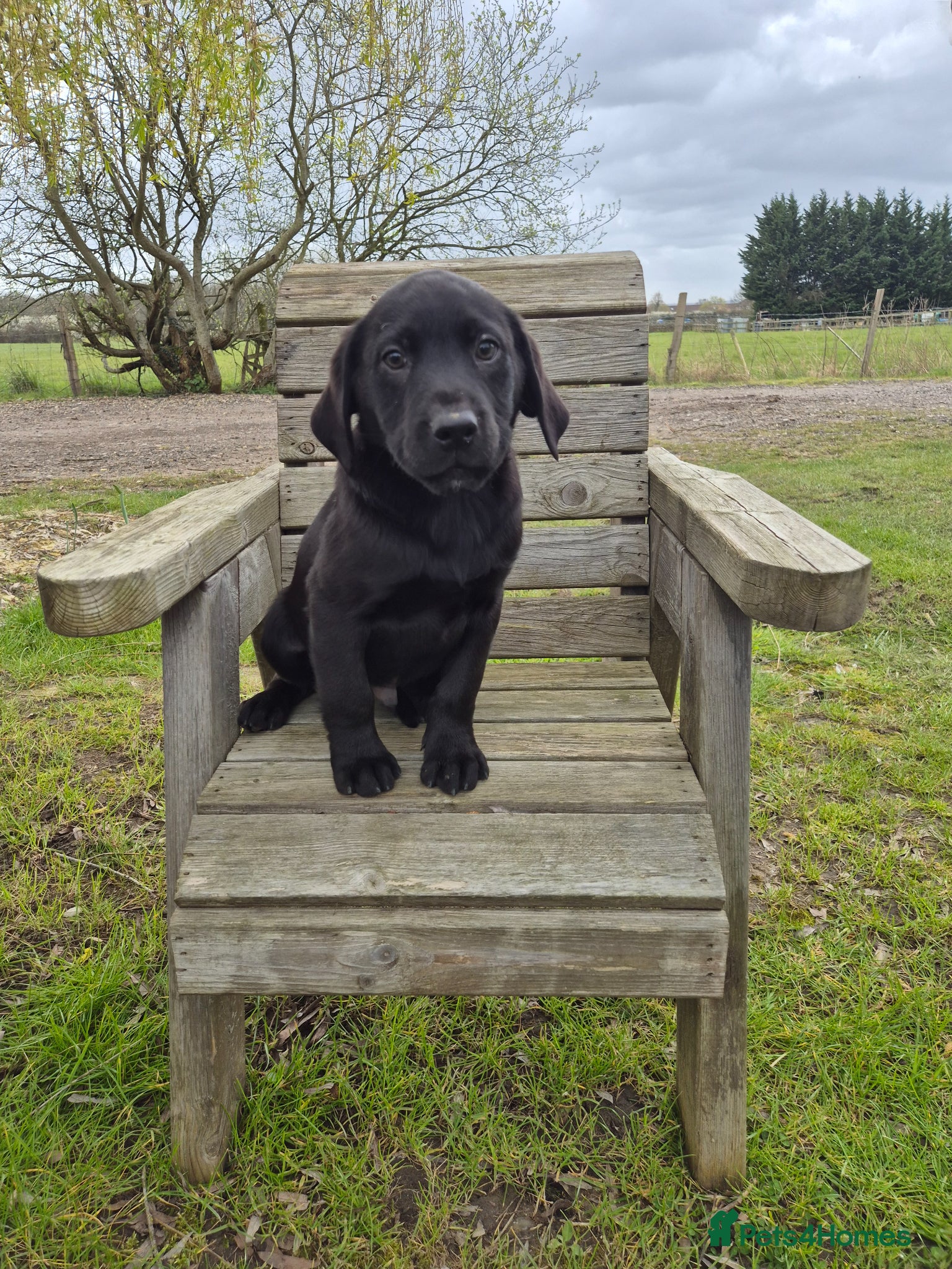 Labrador Retriever dogs Labrador Puppies - Advert 7