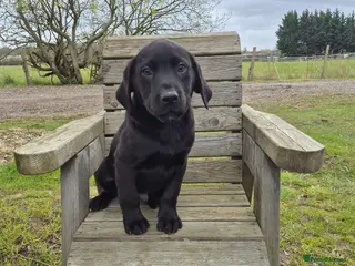 Labrador Retriever dogs Labrador Puppies - Advert 7