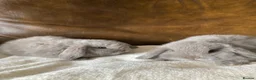 Mini Lop rabbits for sale: 2 Beautiful Female Mini Lops - Advert 3