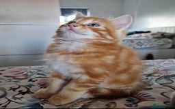 British Shorthair cats for sale: Half British Shorthair half fluffy  - Image 6