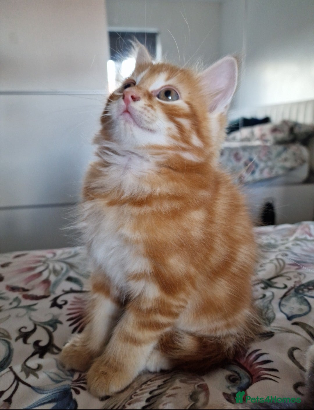 British Shorthair cats for sale: Half British Shorthair half fluffy  - Image 6