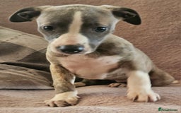 Whippet dogs for sale: **Ready now**KC HEART AND HEALTH TESTED WHIPPETS - Image 25