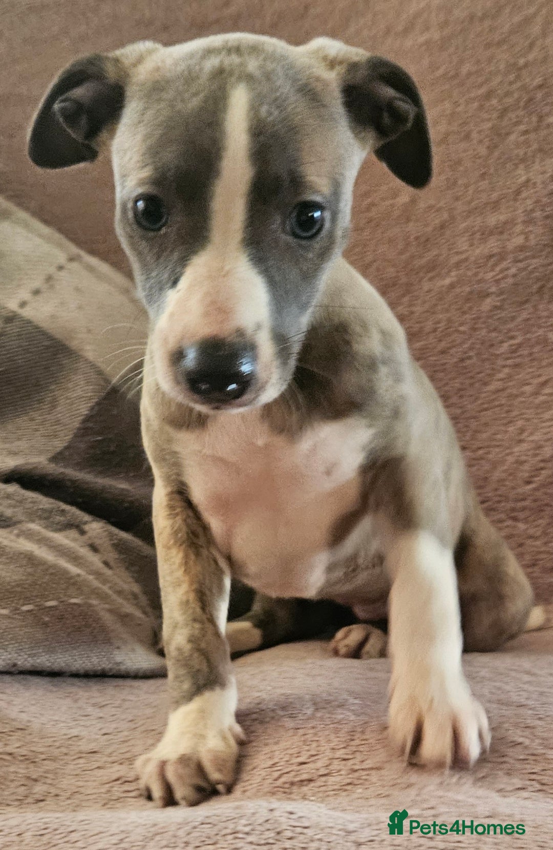 Whippet dogs for sale: **Ready now**KC HEART AND HEALTH TESTED WHIPPETS - Image 25