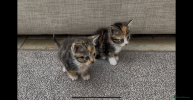 Mixed Breed cats - Advert 13