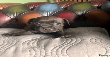 Staffordshire Bull Terrier dogs - Advert 3