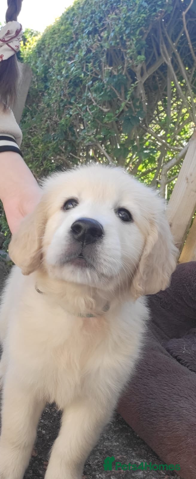 Golden Retriever dogs GREEN BOYS READY NOW £1200  - Advert 1